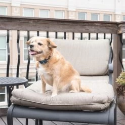 Ferntrainer »Standard« PetSafe Hundeerziehung · 100m, Ab 3,6kg -Viehbedarf Angebote ferntrainer standard petsafe hundeerziehung 100m ab 36kg5