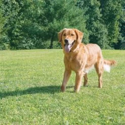 PetSafe Unsichtbarer Hundezaun 27,5m Radius »Drahtlos Comfort« · Ab 3,6kg -Viehbedarf Angebote unsichtbarer hundezaun drahtlos comfort 275m radius ab 36kg4