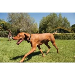 PetSafe Unsichtbarer Hundezaun »Drahtlos Deluxe« 32m Radius · Ab 2,3kg -Viehbedarf Angebote unsichtbarer hundezaun drahtlos deluxe 32m radius ab 23kg7